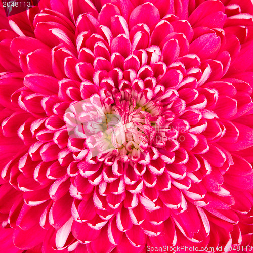 Image of Purple chrysanthemum