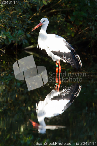 Image of Stork in the water