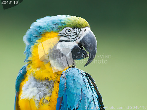 Image of Close-up of a macaw parrot