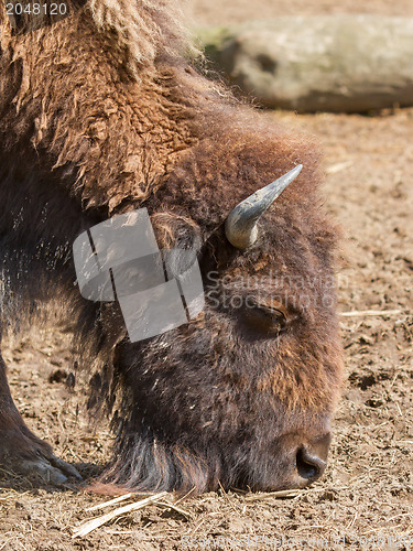 Image of American bison (Bison bison)