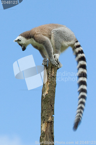 Image of Ring-tailed lemur in a tree