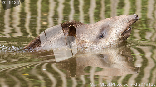 Image of Profile portrait of south American tapir in the water