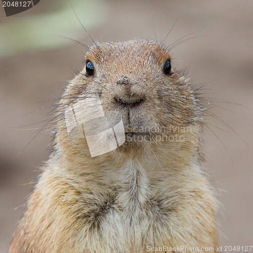 Image of Prairie dog