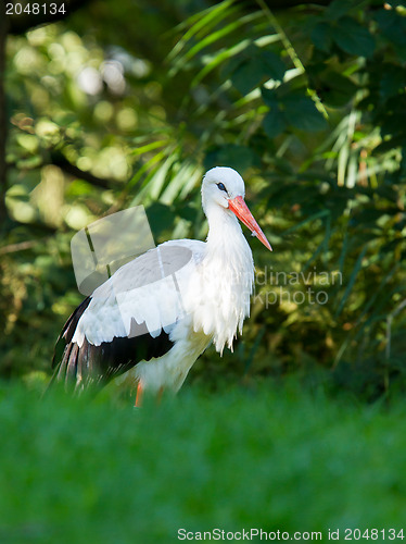 Image of Stork in its natural habitat 