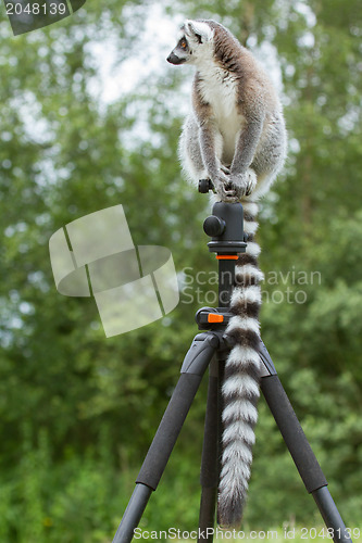 Image of Ring-tailed lemur sitting on tripod