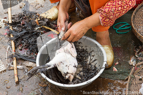 Image of Woman plucking a chicken on a Vietnamese market