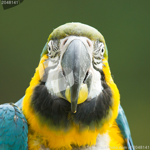 Image of Close-up of a macaw parrot