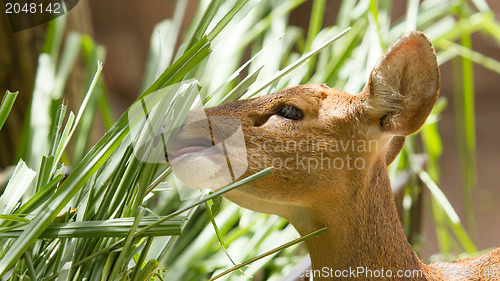 Image of Closeup of a healthy deer eating