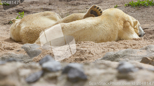 Image of Close-up of a polarbear in capticity 