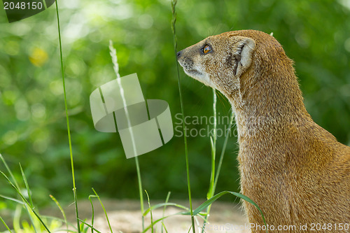 Image of Close-up of a yellow mongoose (cynictis penicillata)