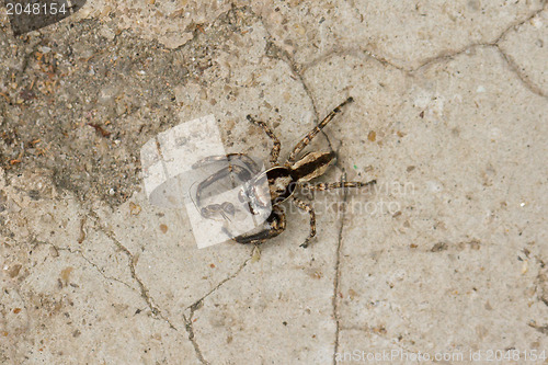 Image of Small spider hunting