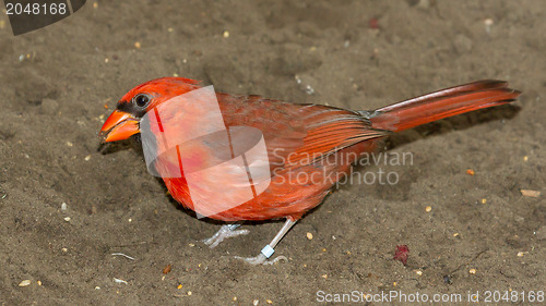 Image of Northern Cardinal in captivity