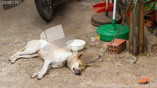 Image of Dog on chain with lock, prevention from stealing for consumption