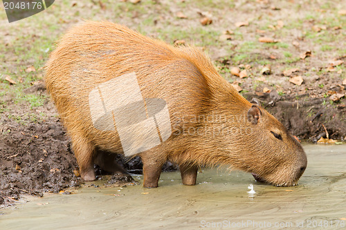 Image of Capybara (Hydrochoerus hydrochaeris) drinking from a dirty pool