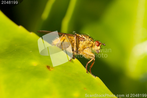 Image of Green fly on a leaf