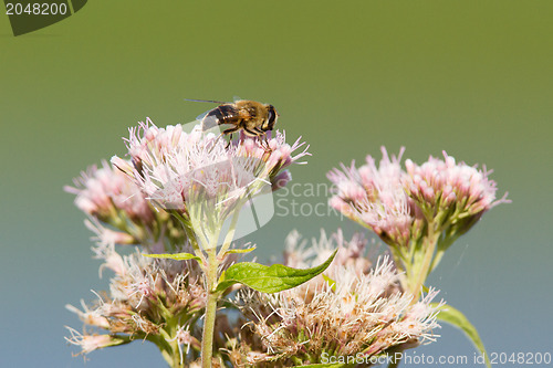 Image of Single bee isolated on a pink flower