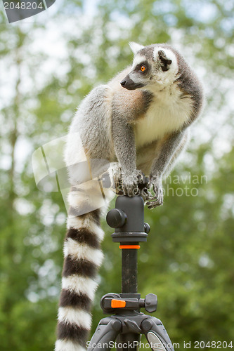 Image of Ring-tailed lemur sitting on tripod