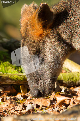 Image of Close-up of an eating swamp wallaby