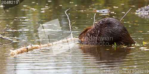 Image of Canadian beaver in the water, isolated