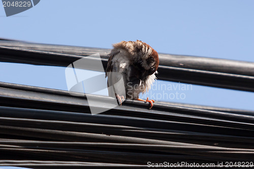 Image of Eurasian Tree Sparrow sitting on a power cable, cleaning itself
