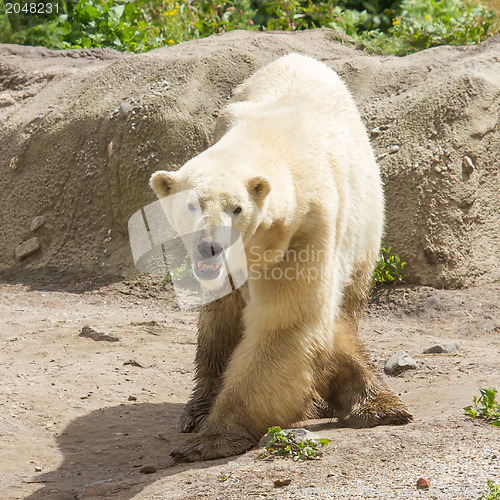 Image of Close-up of a polarbear in capticity 