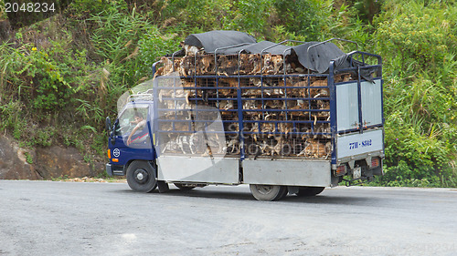 Image of HUÉ, VIETNAM - AUG 4: Trailer filled with live dogs destined fo