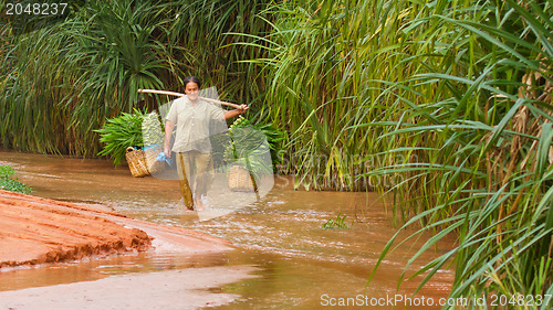 Image of MUI NE, VIETNAM, 26 JULY 2012 - A Vietnamese farmer (woman) her 