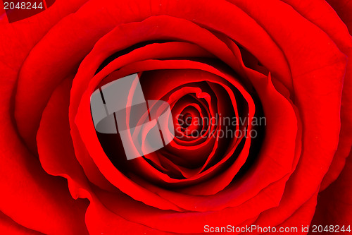 Image of Close-up of a bright red rose