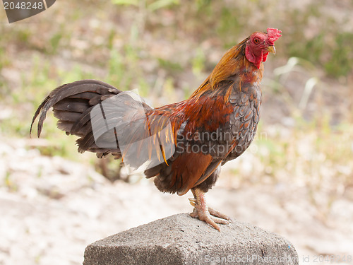 Image of Rooster standing on a concrete pole