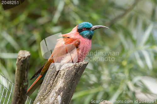 Image of Northern Carmine Bee-Eater