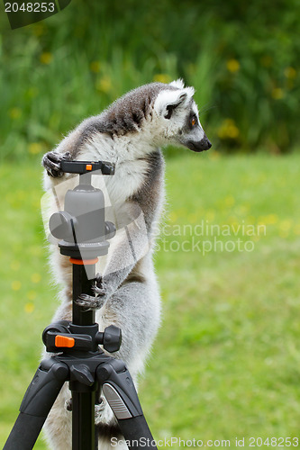 Image of Ring-tailed lemur sitting on tripod