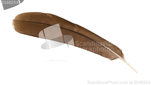 Image of Large brown female peacock feather closeup