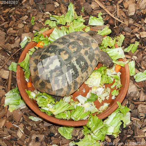 Image of Hermann's Tortoise, turtle in a salad bowl