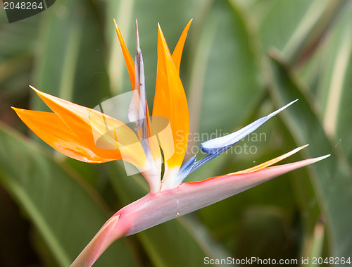 Image of Bird of paradise flowers (Strelitzia)