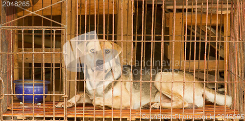 Image of Dog in a cage in Vietnam