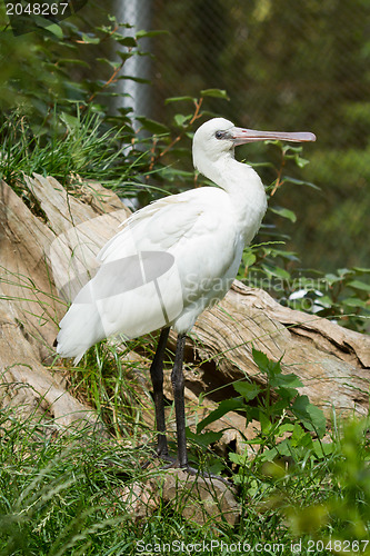 Image of Spoonbill in it's natural habitat