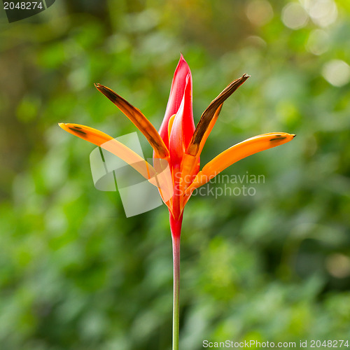 Image of Bird of paradise flowers (Strelitzia)