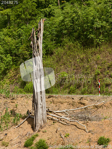 Image of Dead tree at the side of the road