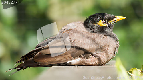 Image of Common Myna (Acridotheres tristis tristis)