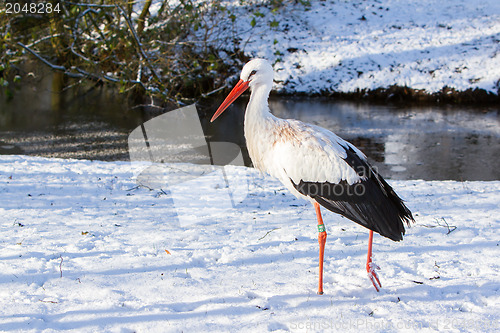 Image of Adult stork standing in the snow