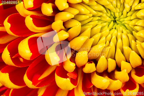 Image of Yellow Dahlia Flower Isolated