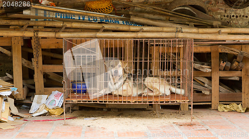 Image of Dog in a cage in Vietnam