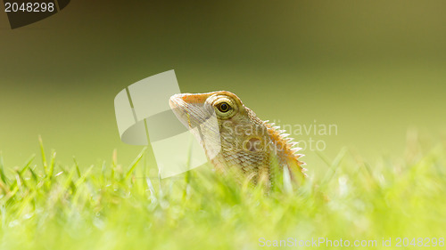 Image of Close up of a lizard