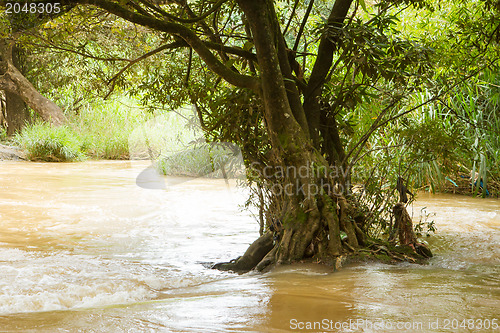Image of Solitary tree flooded in a fast flowing stream
