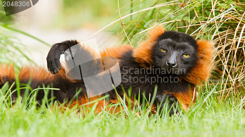 Image of Red-bellied Lemur (Eulemur rubriventer)