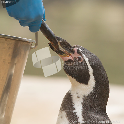 Image of Penguin is eating a large fish