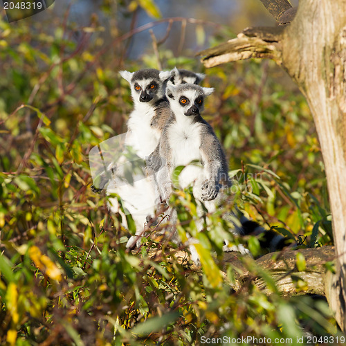 Image of Ring-tailed lemur (Lemur catta) 