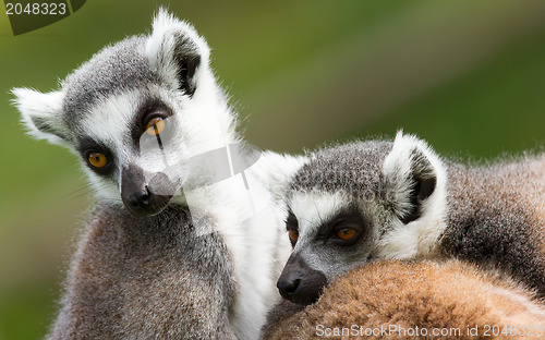 Image of Two ring-tailed lemurs (Lemur catta)