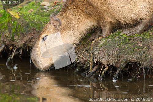 Image of Capybara (Hydrochoerus hydrochaeris) drinking