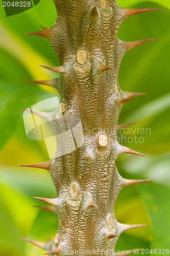Image of Thorns on a tree